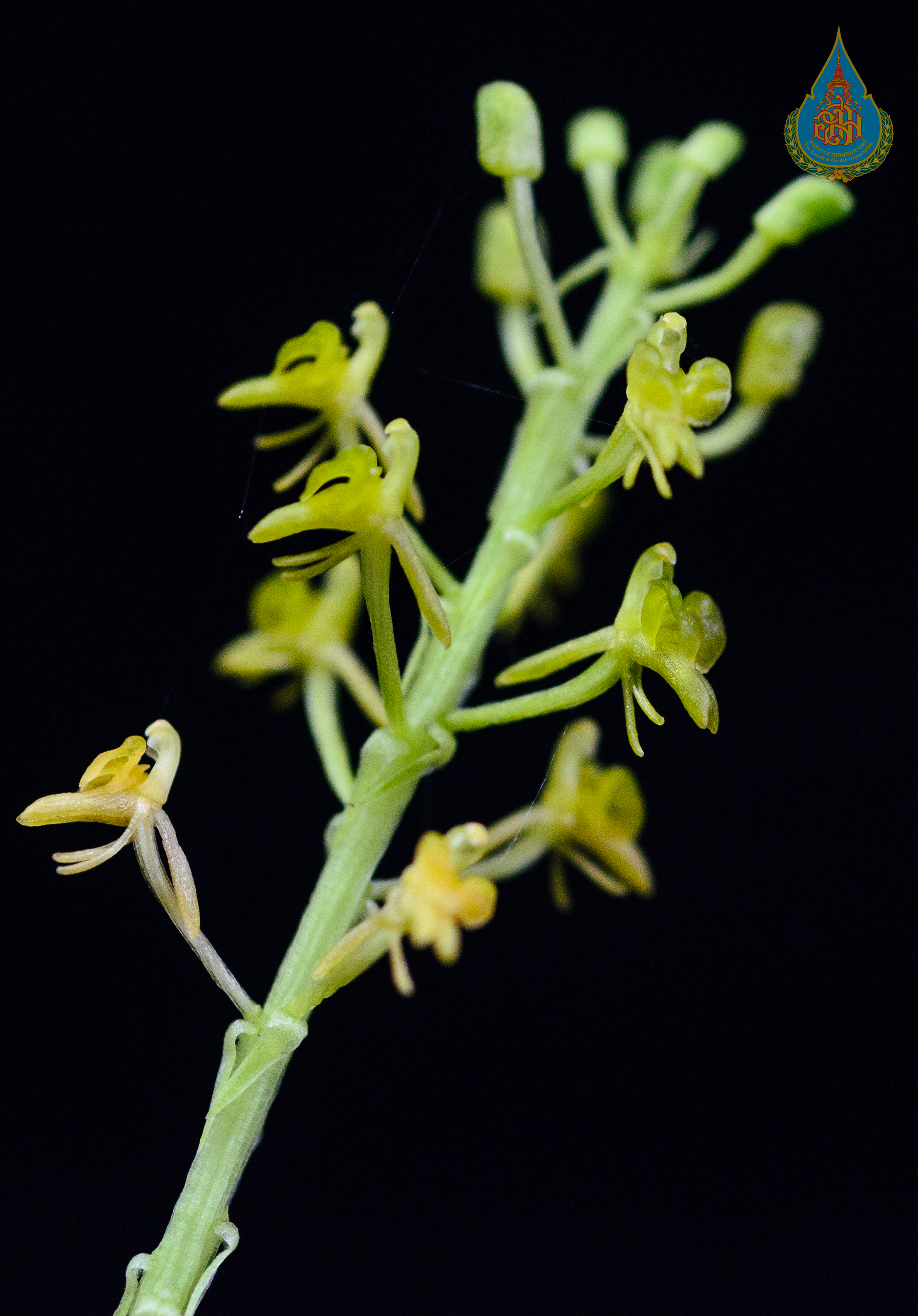 เอื้องกลีบม้วนมะละแหม่ง Liparis jovispluvii C.S.P.Parish & Rchb.f.<br/>ORCHIDACEAE